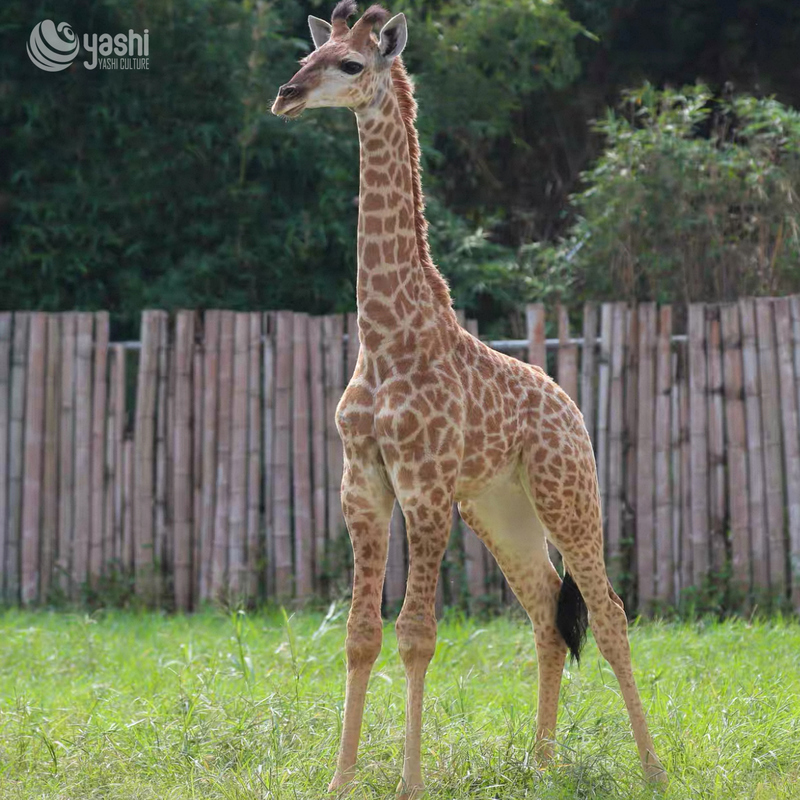2.5m Giraffe Model Sculpture for Park and Party Decoration
