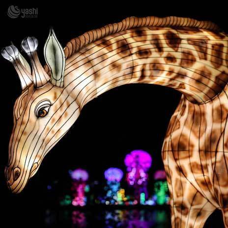 Custom Chameleon LED Lantern, Vivid Reptile Light Sculpture With Tongue Catching Insect for Jungle Theme Lantern Show